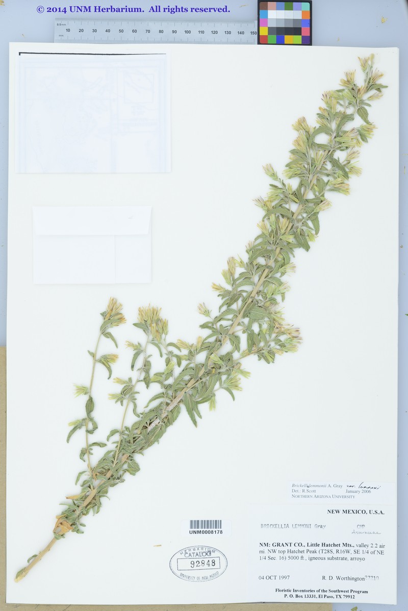 Brickellia lemmonii var. lemmonii photo 2