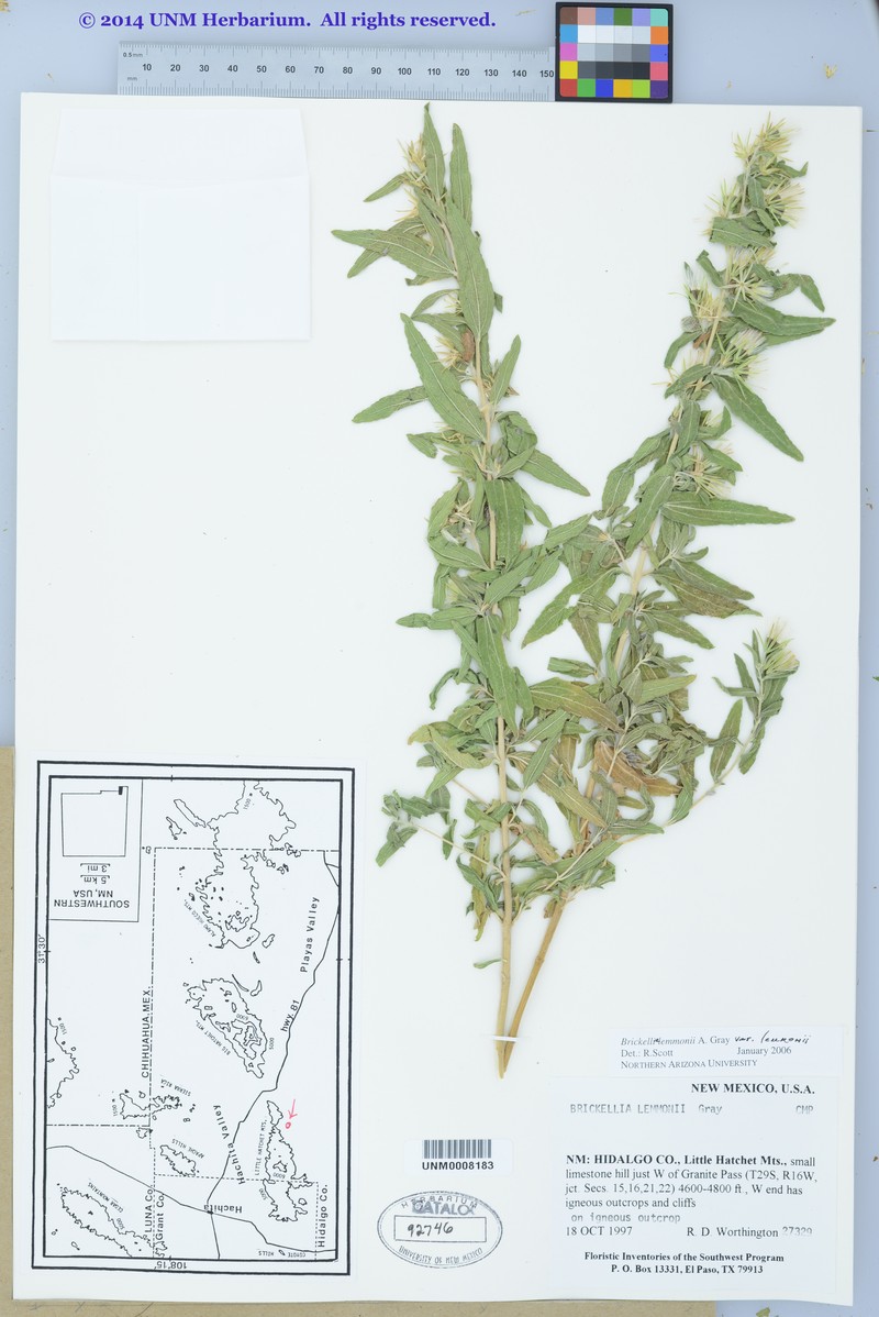 Brickellia lemmonii var. lemmonii photo 3