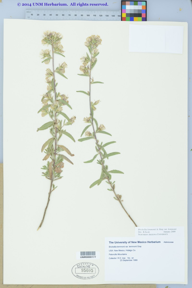 Brickellia lemmonii var. lemmonii photo 4