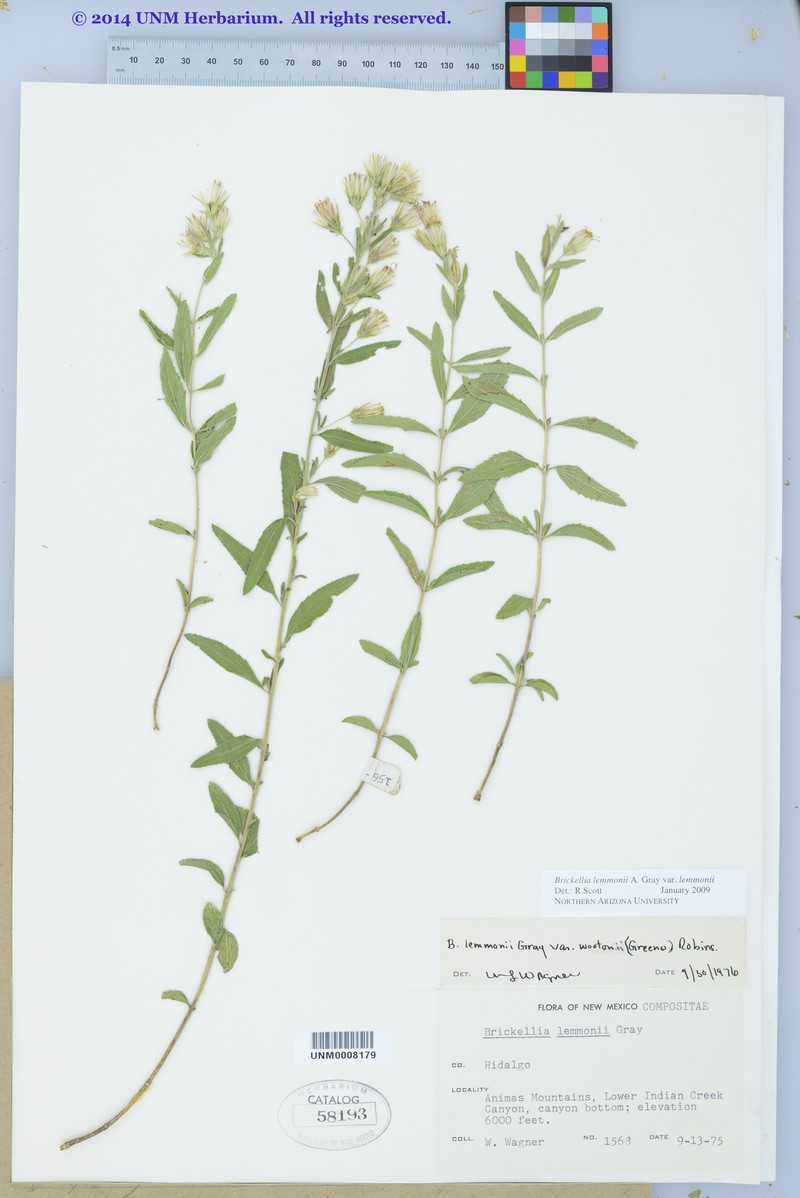 Brickellia lemmonii var. lemmonii photo 5