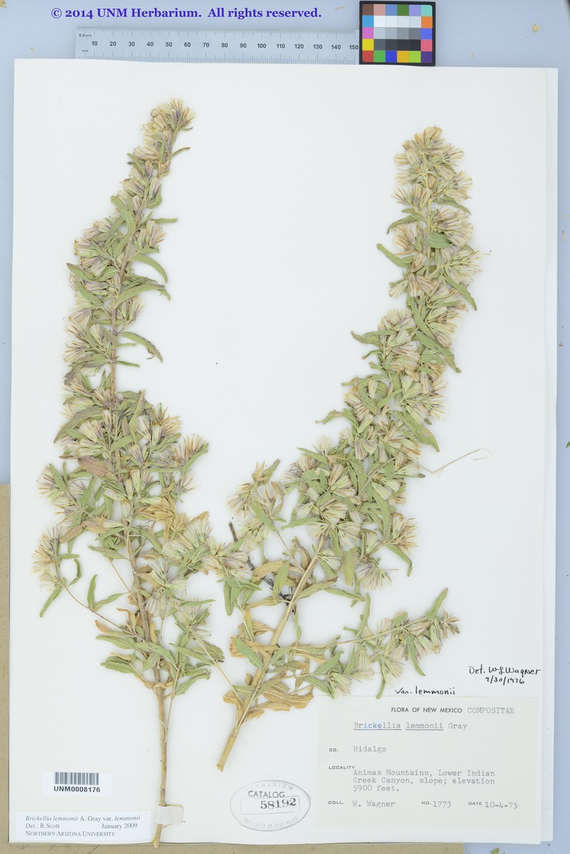 Brickellia lemmonii var. lemmonii photo 6