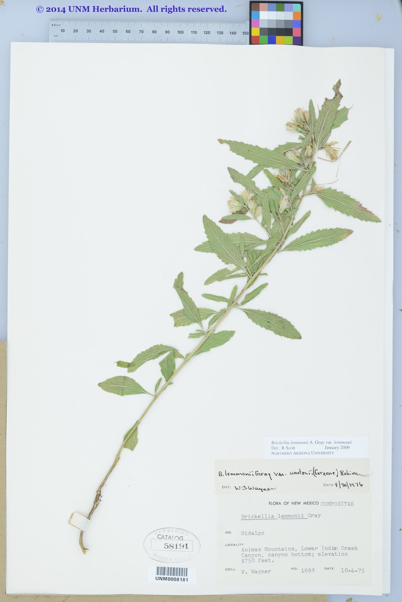 Brickellia lemmonii var. lemmonii photo 7
