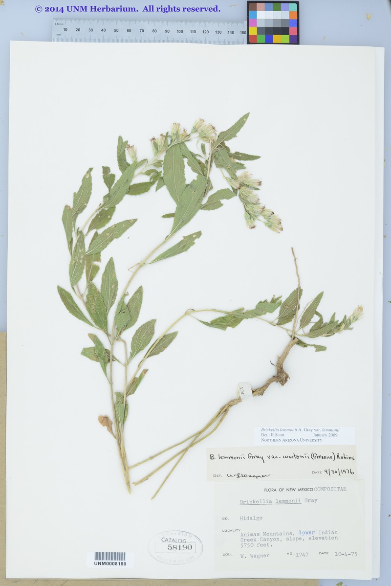 Brickellia lemmonii var. lemmonii photo 8