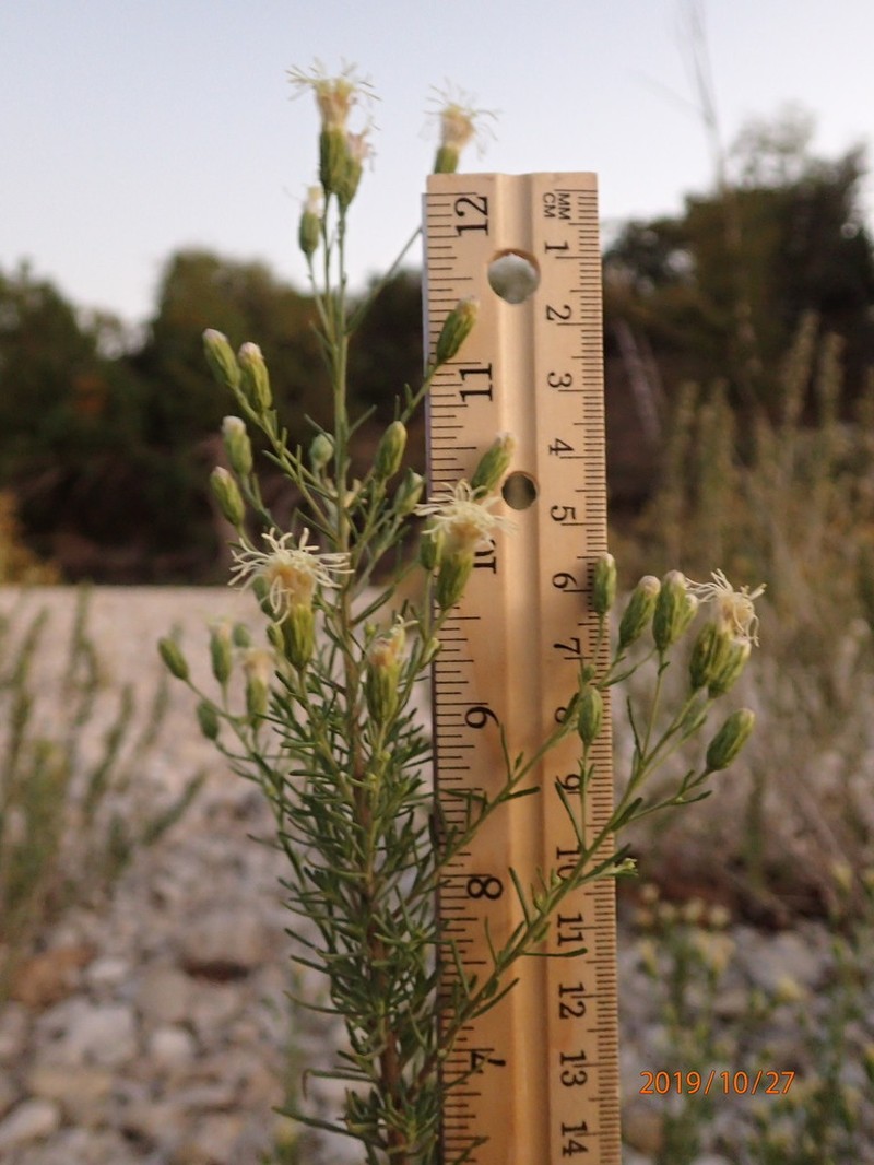 Brickellia leptophylla