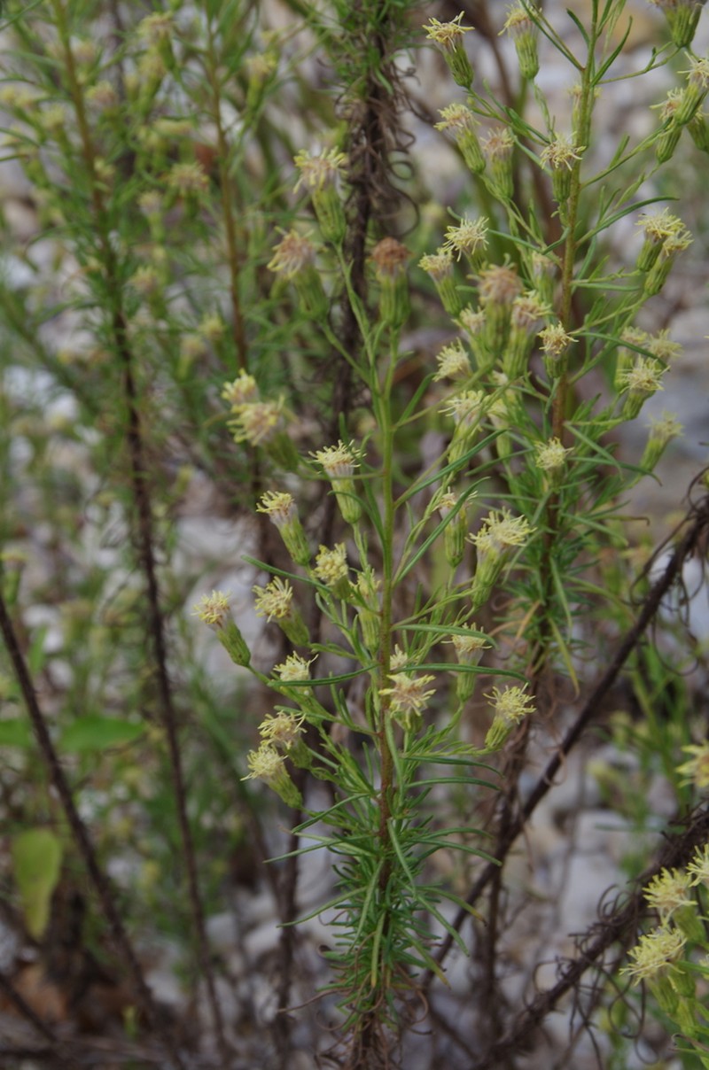 Brickellia leptophylla photo 2