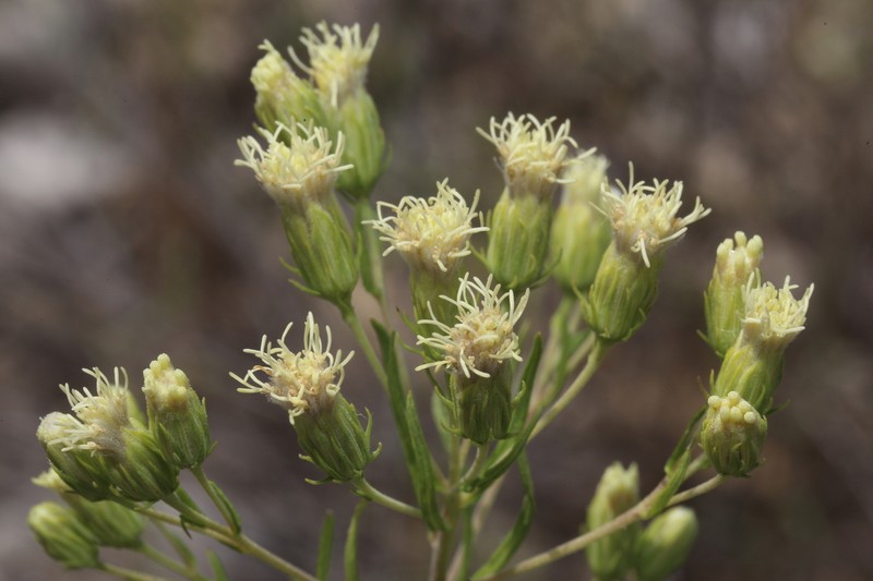 Brickellia leptophylla photo 3