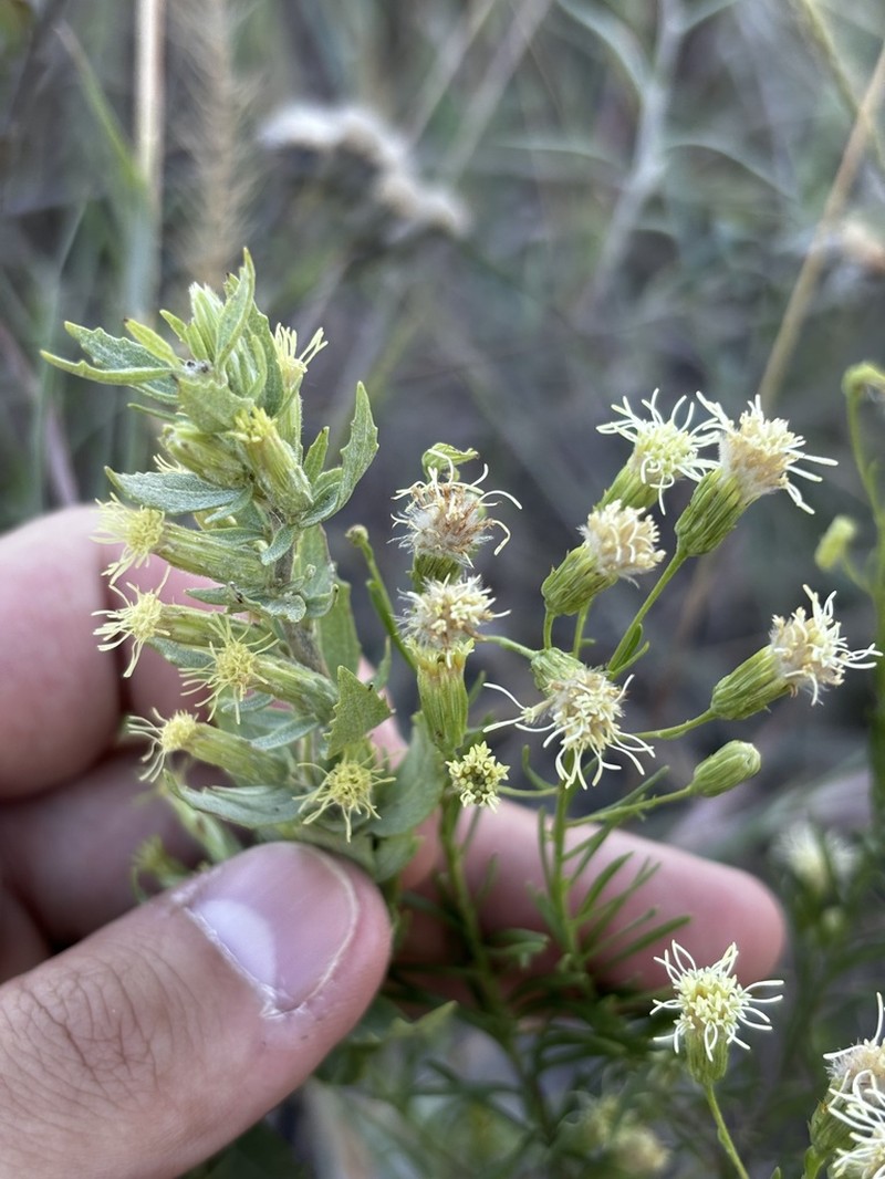 Brickellia leptophylla photo 4