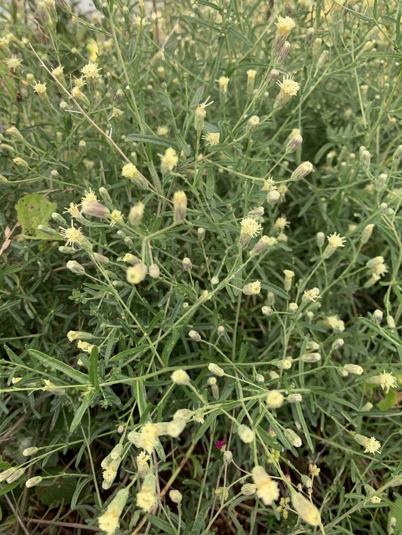 Brickellia leptophylla photo 5