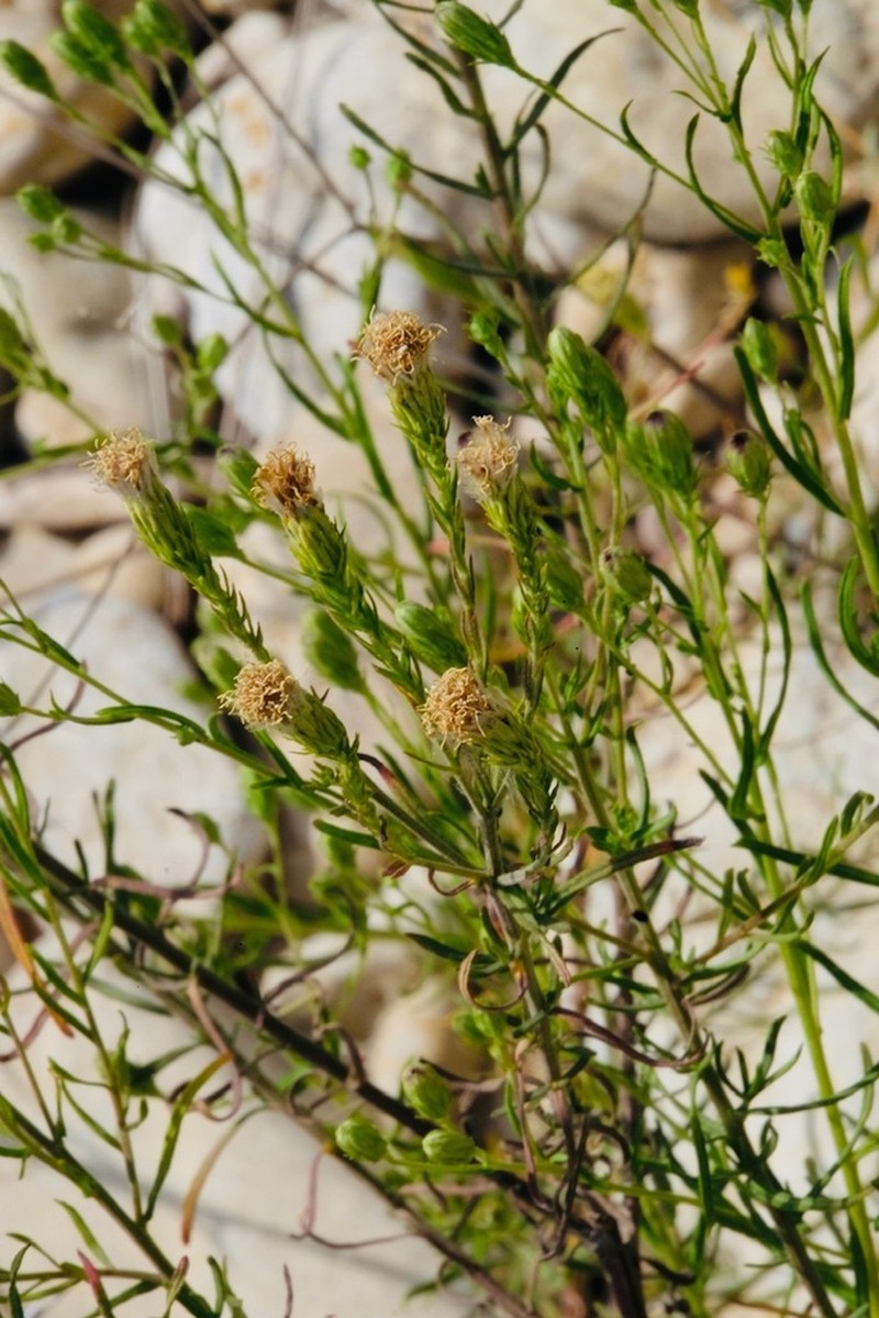 Brickellia leptophylla photo 6