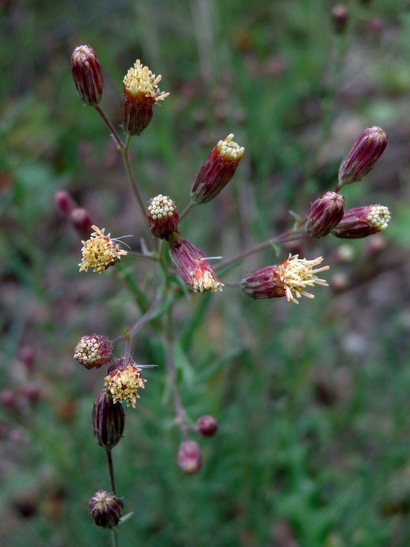 Brickellia leptophylla photo 7