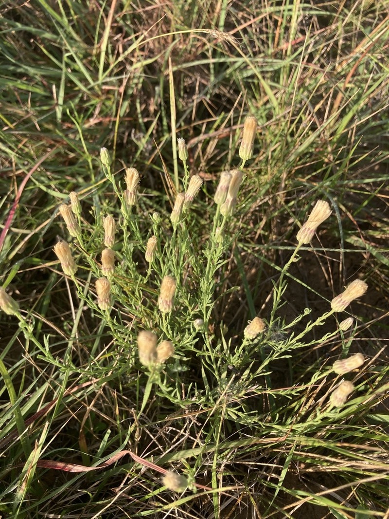 Brickellia leptophylla photo 8