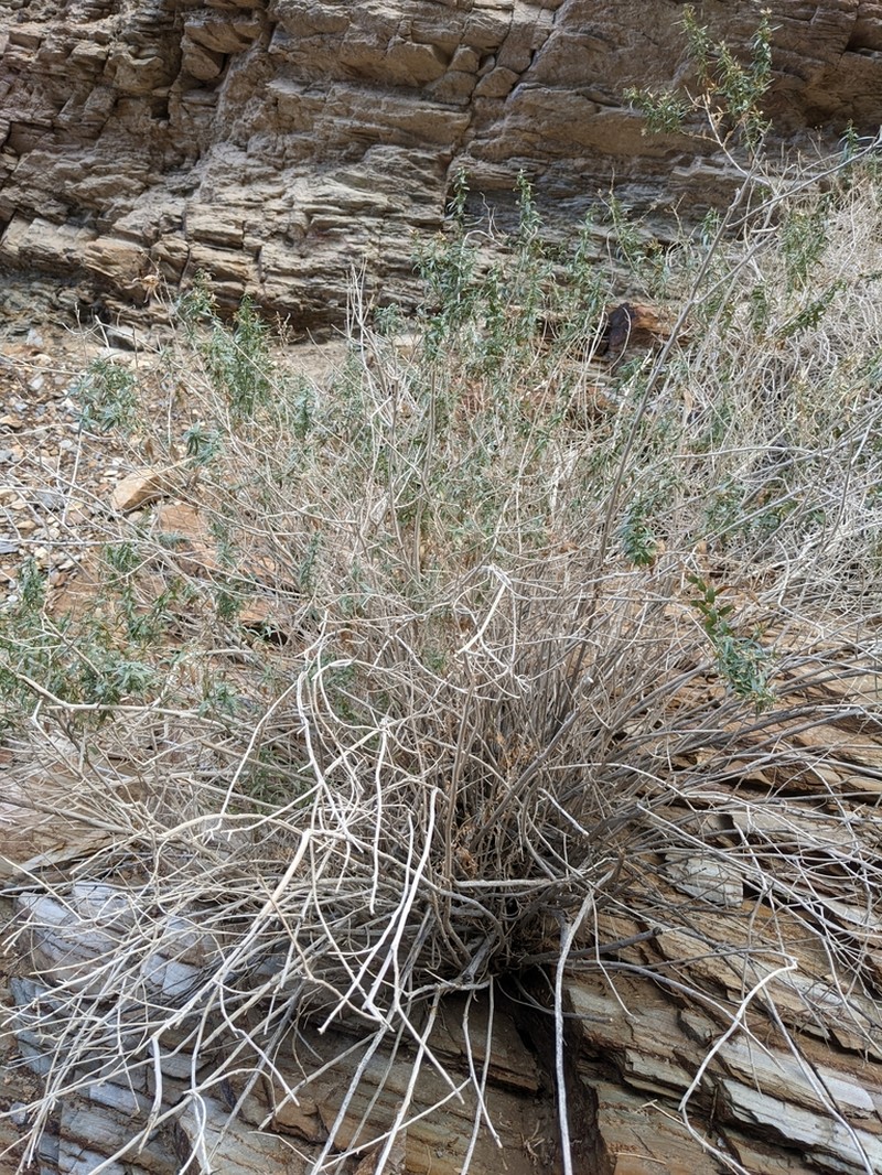 Longleaf Brickellbush photo 6