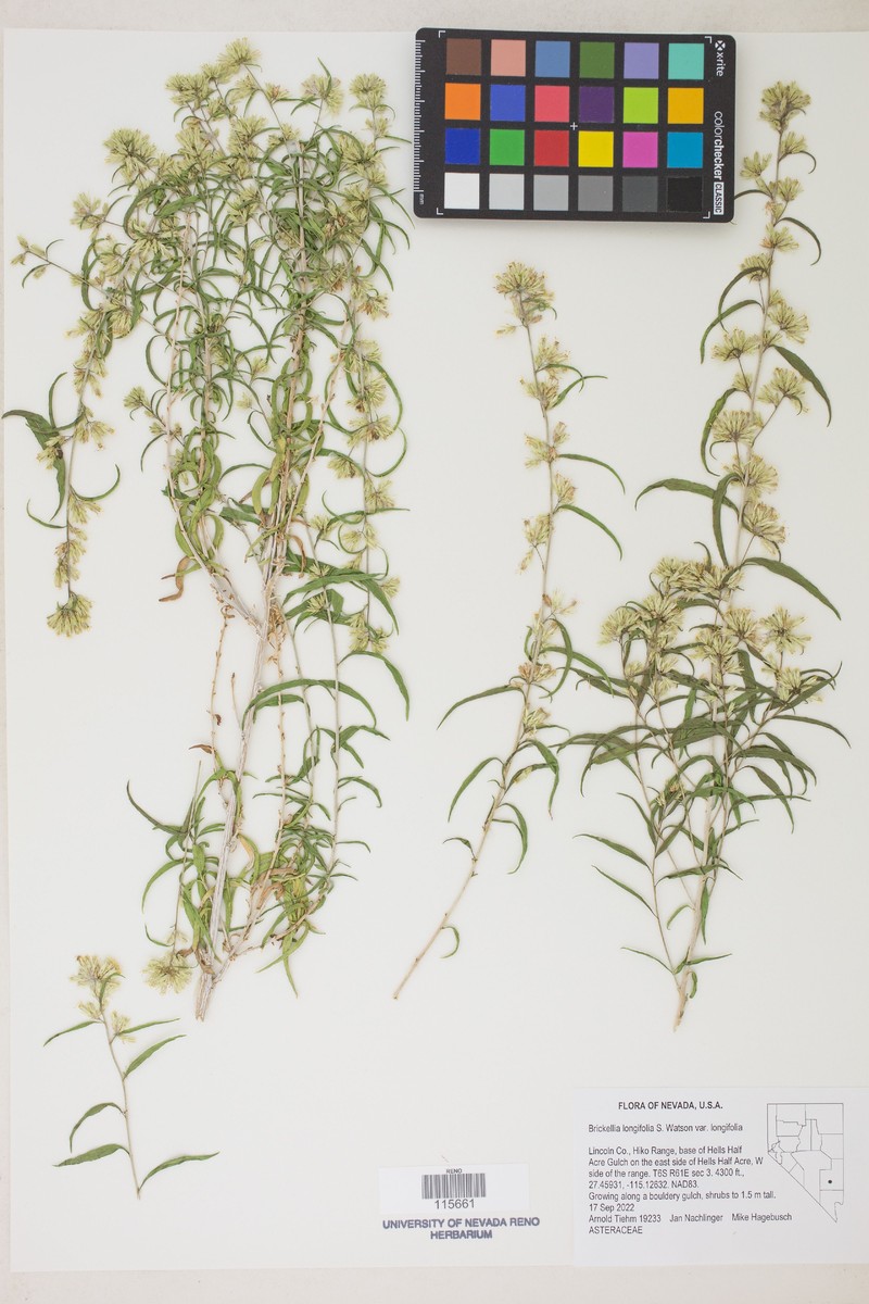 Brickellia longifolia var. longifolia photo 3