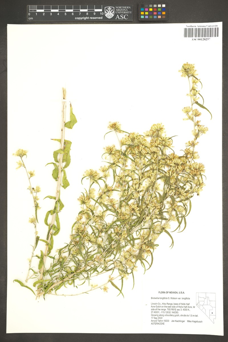 Brickellia longifolia var. longifolia photo 4