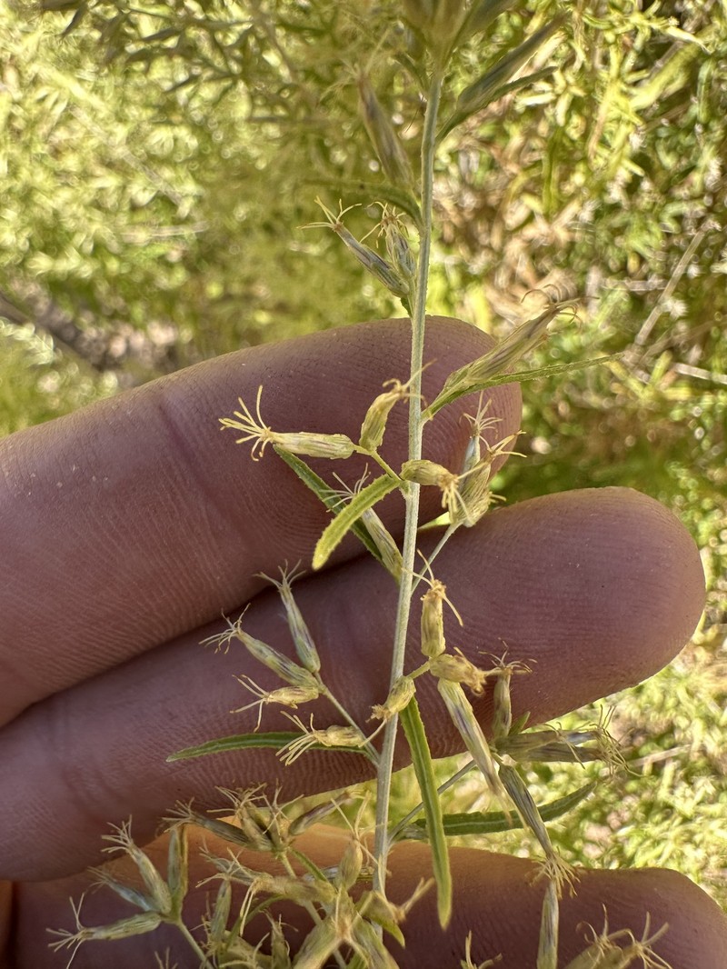 Brickellia longifolia var. longifolia