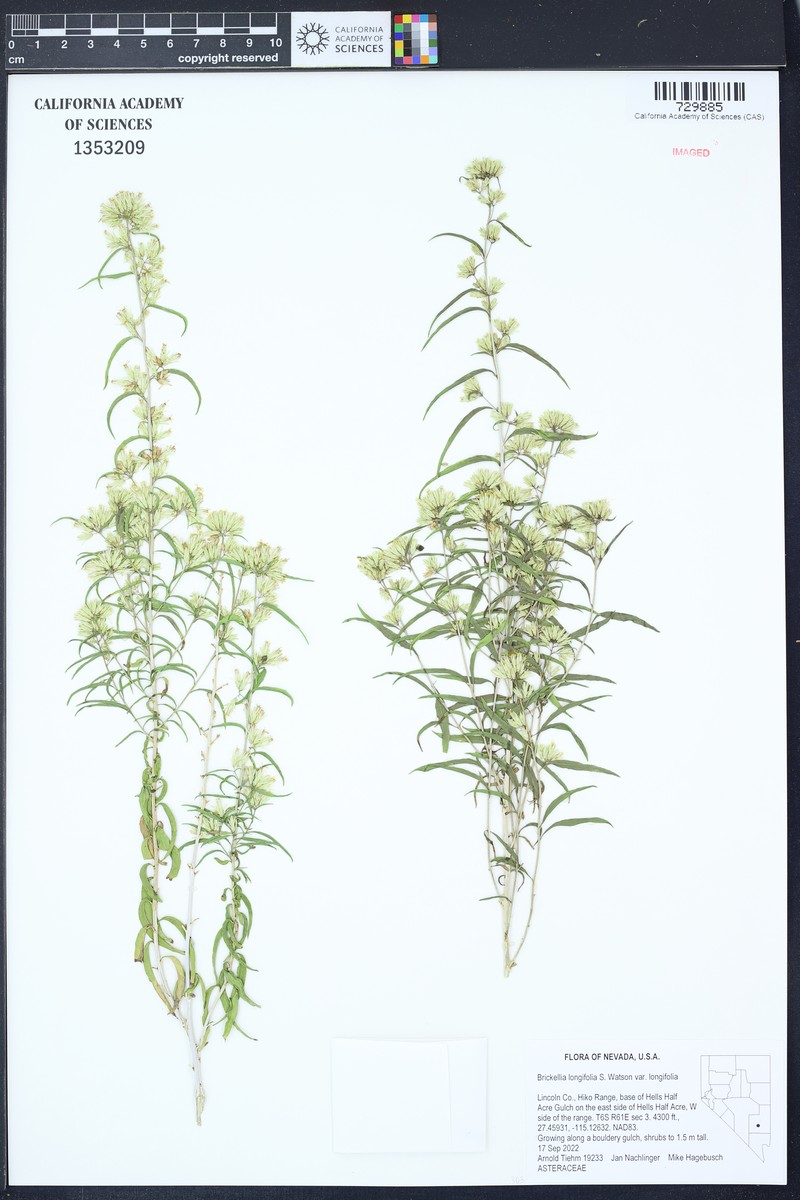 Brickellia longifolia var. longifolia photo 2