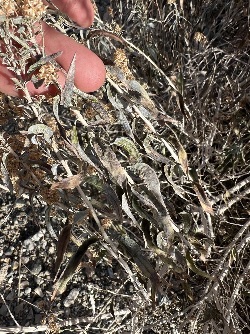 Brickellia longifolia var. multiflora