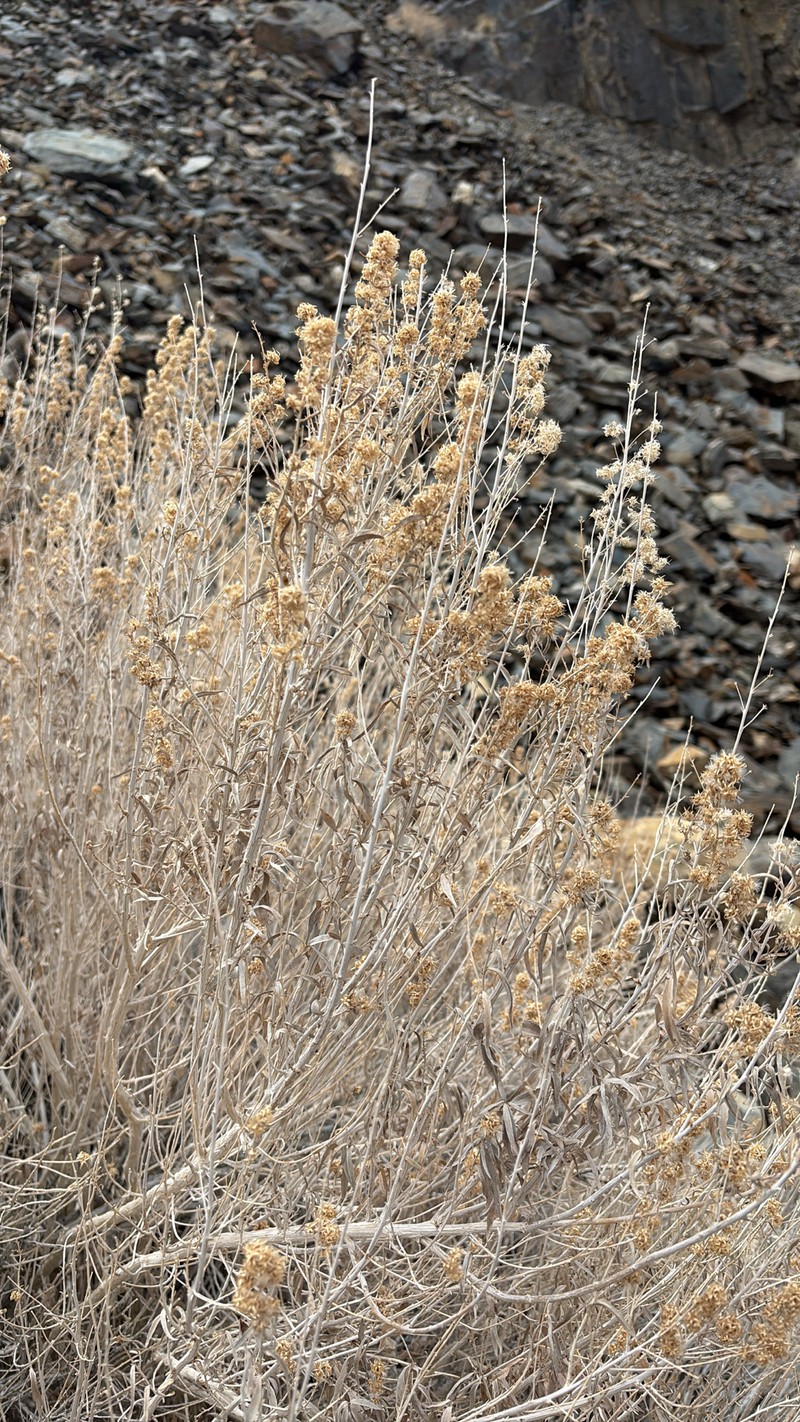 Brickellia longifolia var. multiflora photo 2