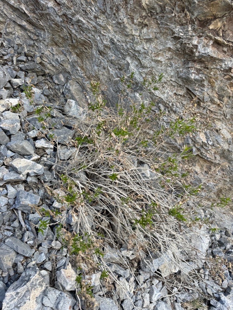 Brickellia longifolia var. multiflora photo 3