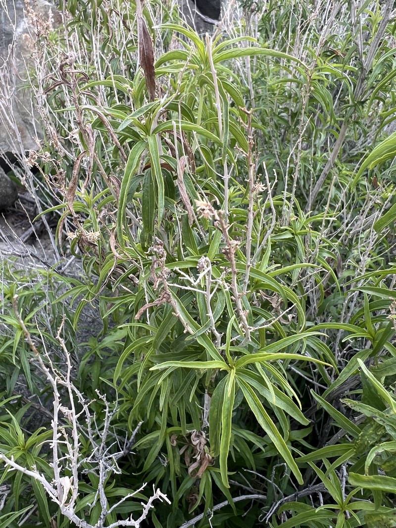 Brickellia longifolia var. multiflora photo 4