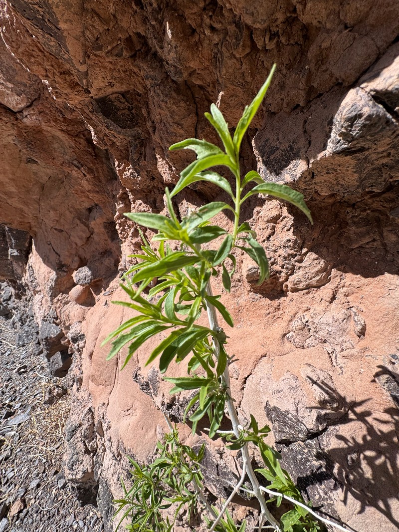 Brickellia longifolia var. multiflora photo 5