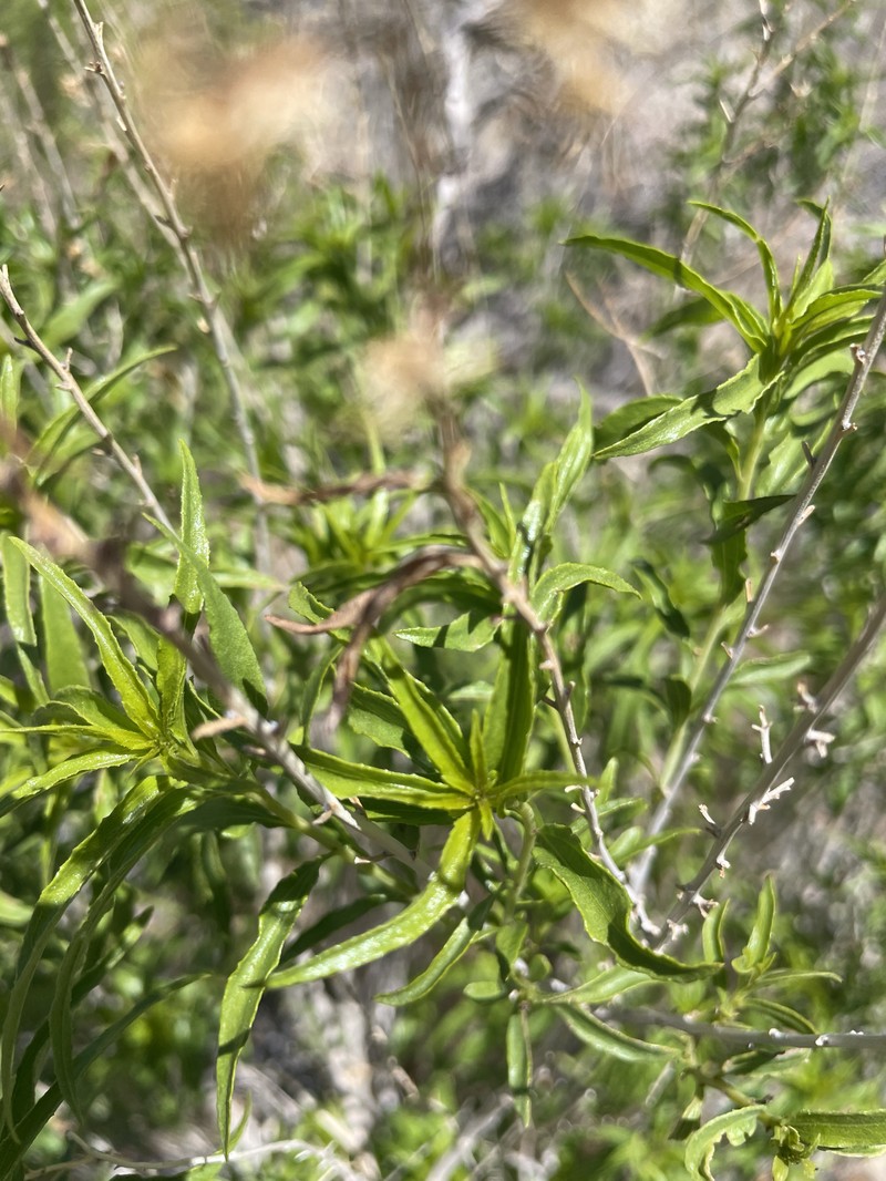 Brickellia longifolia var. multiflora photo 6
