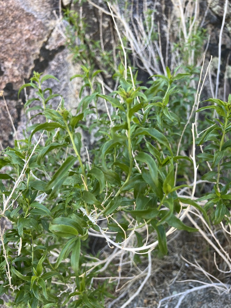 Brickellia longifolia var. multiflora photo 7