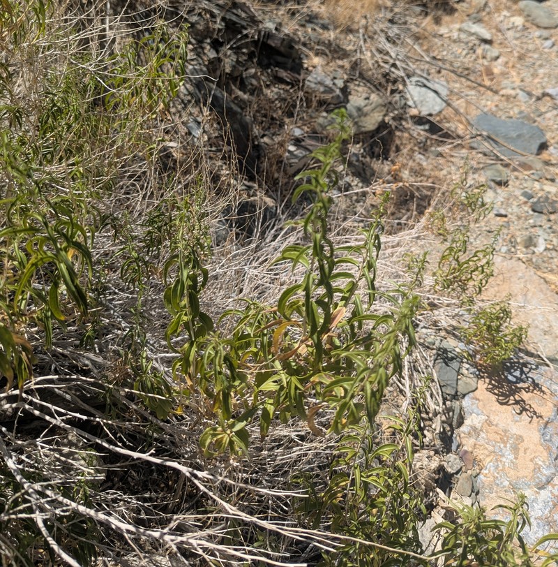 Brickellia longifolia var. multiflora photo 8