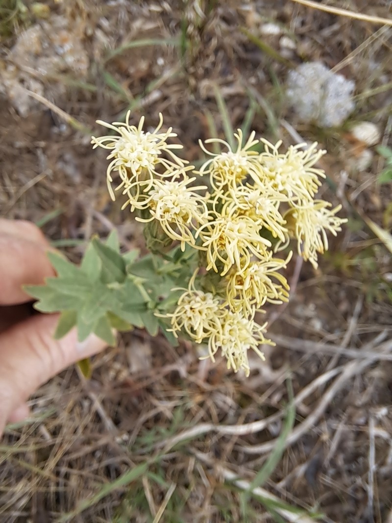 Brickellia macranthra