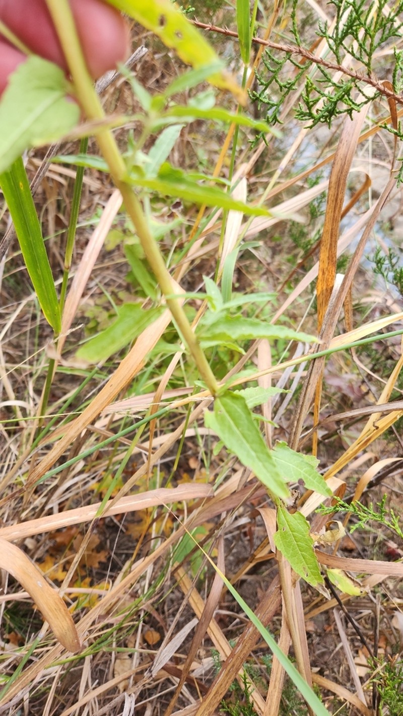 Brickellia macranthra photo 3