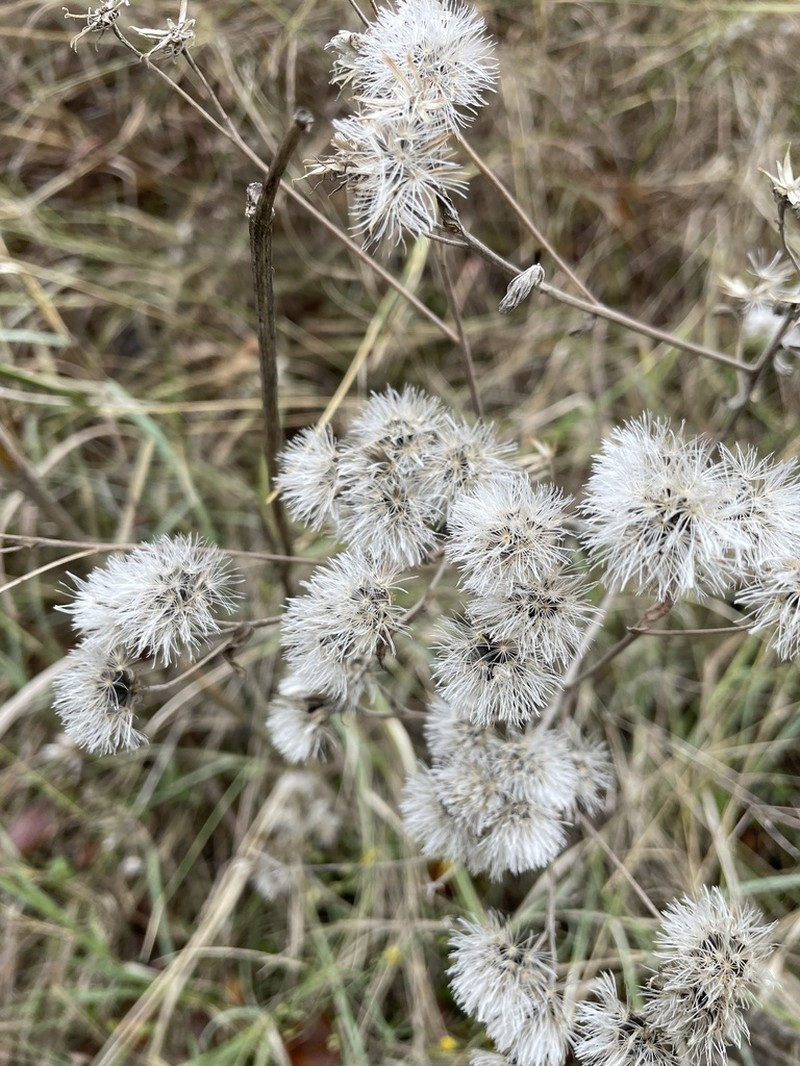 Brickellia macranthra photo 5