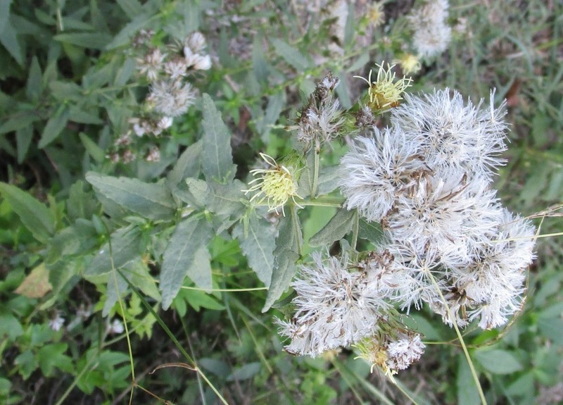 Brickellia macranthra photo 6