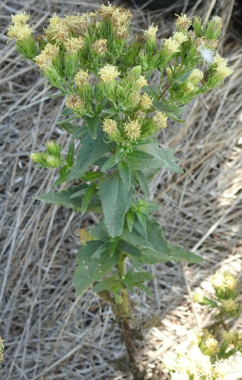 Brickellia macranthra photo 8