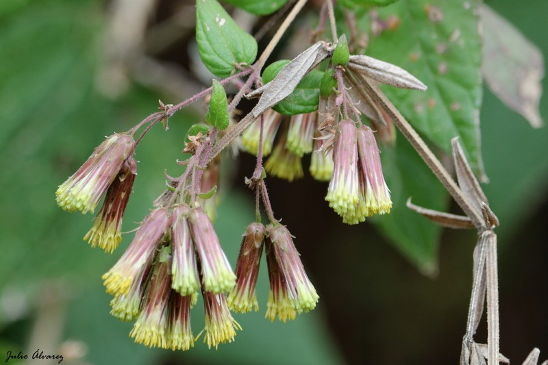 Brickellia magnifica