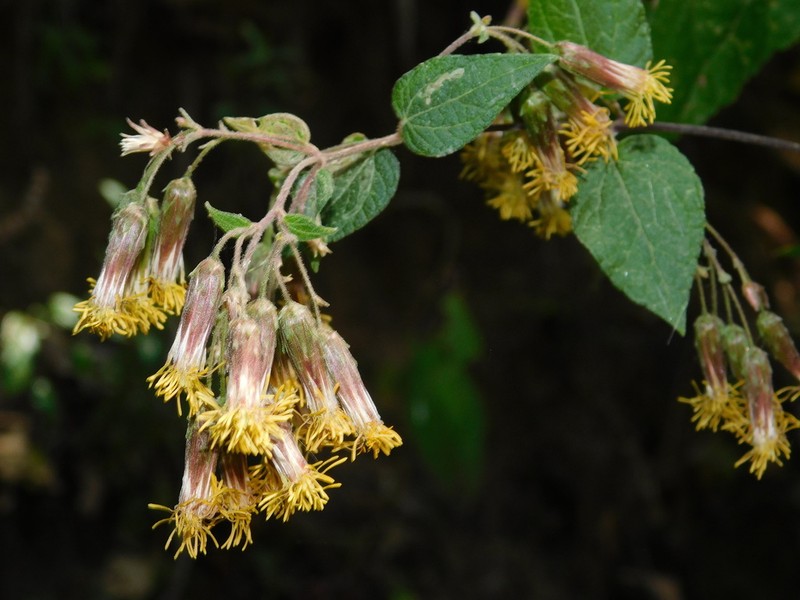 Brickellia magnifica photo 2