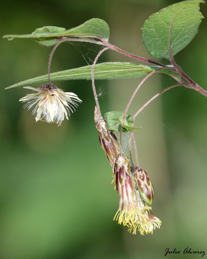 Brickellia magnifica photo 3