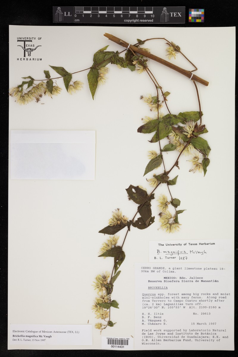 Brickellia magnifica photo 5