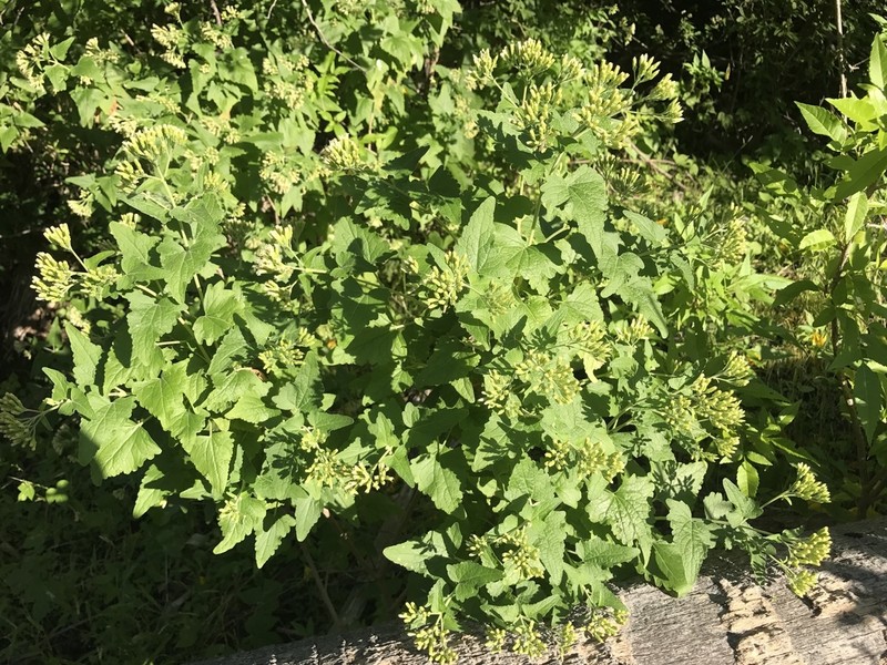 Brickellia megaphylla