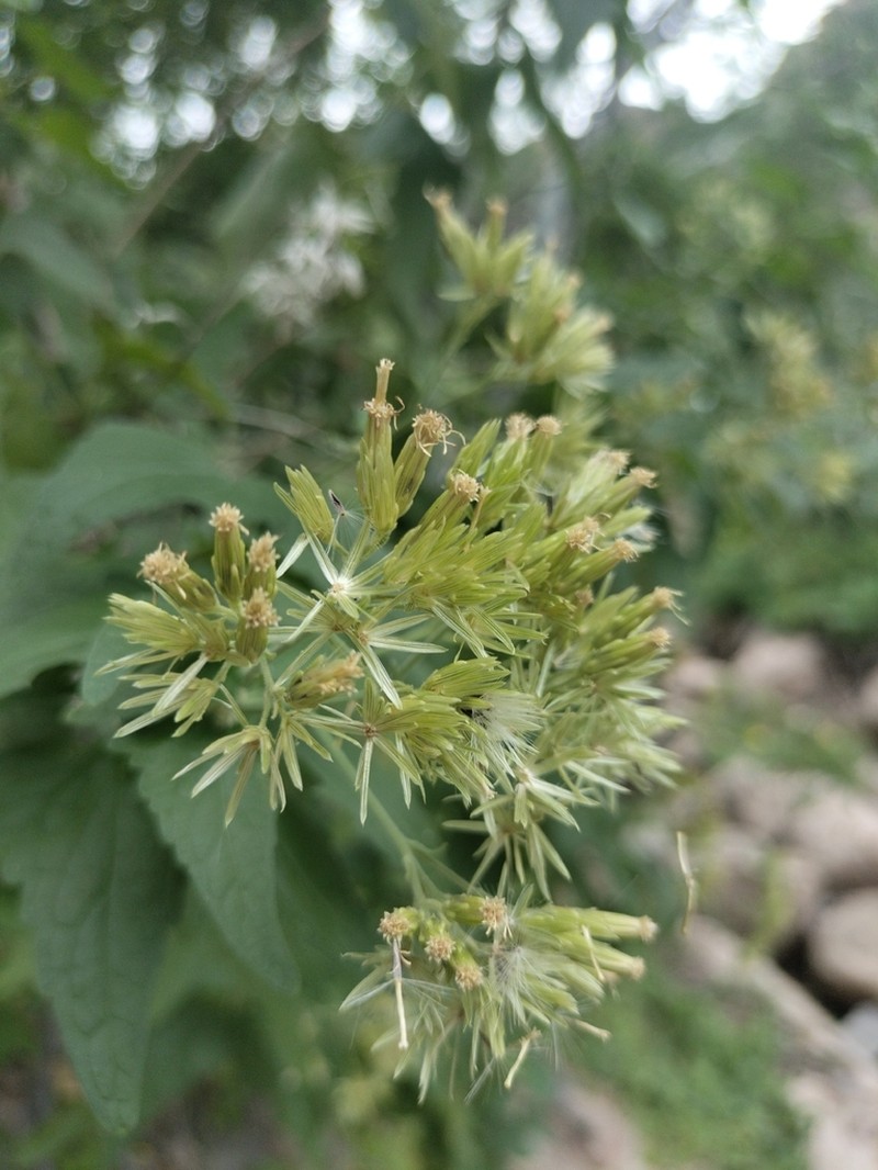 Brickellia megaphylla photo 4