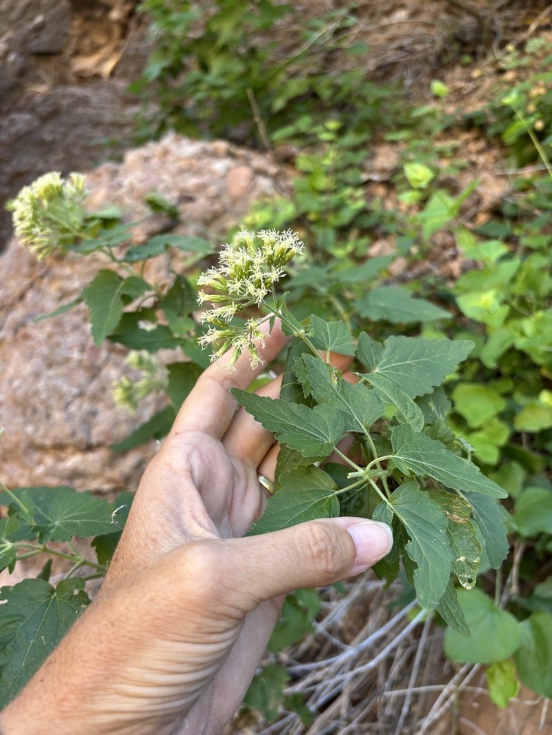 Brickellia megaphylla photo 5