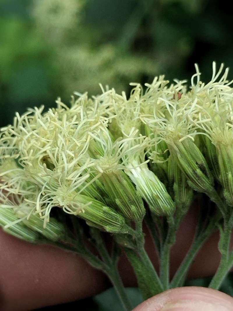 Brickellia megaphylla photo 6