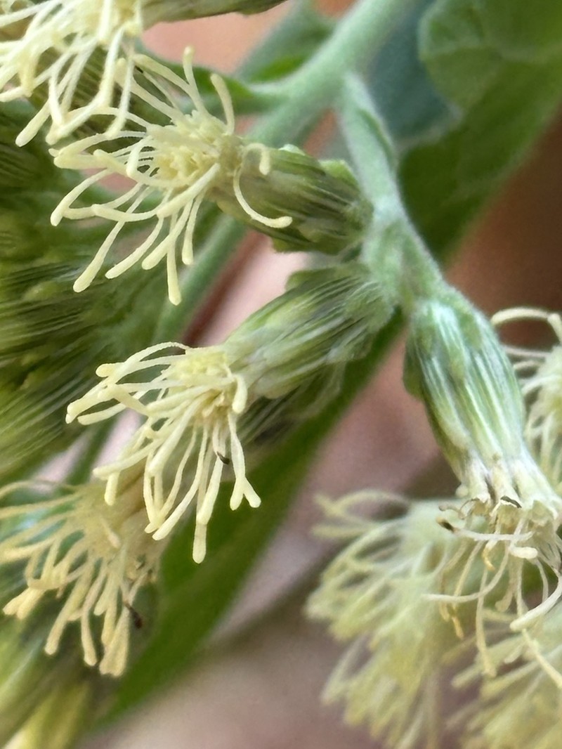 Brickellia megaphylla photo 7