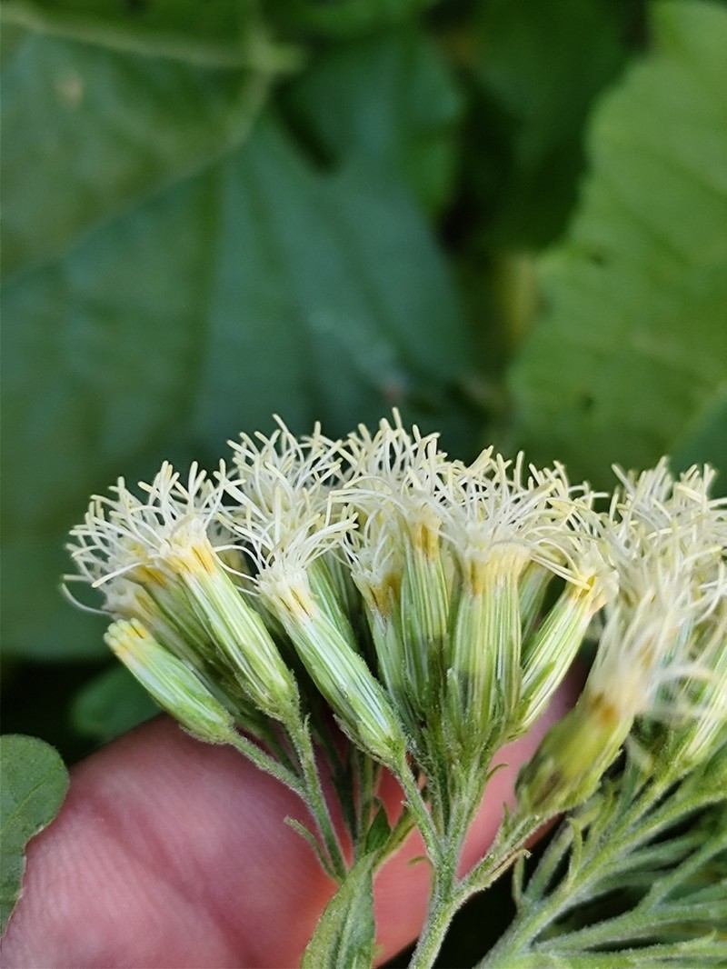 Brickellia megaphylla photo 8