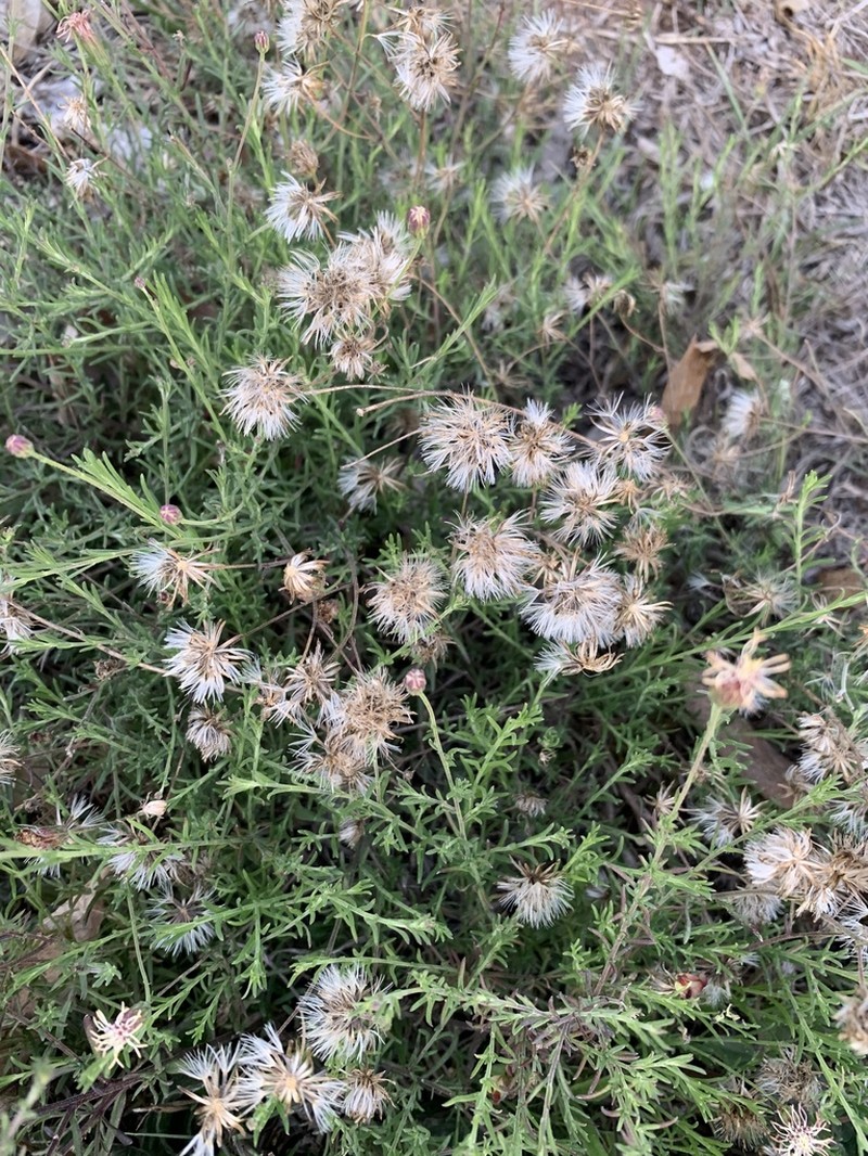 Brickellia mexicana