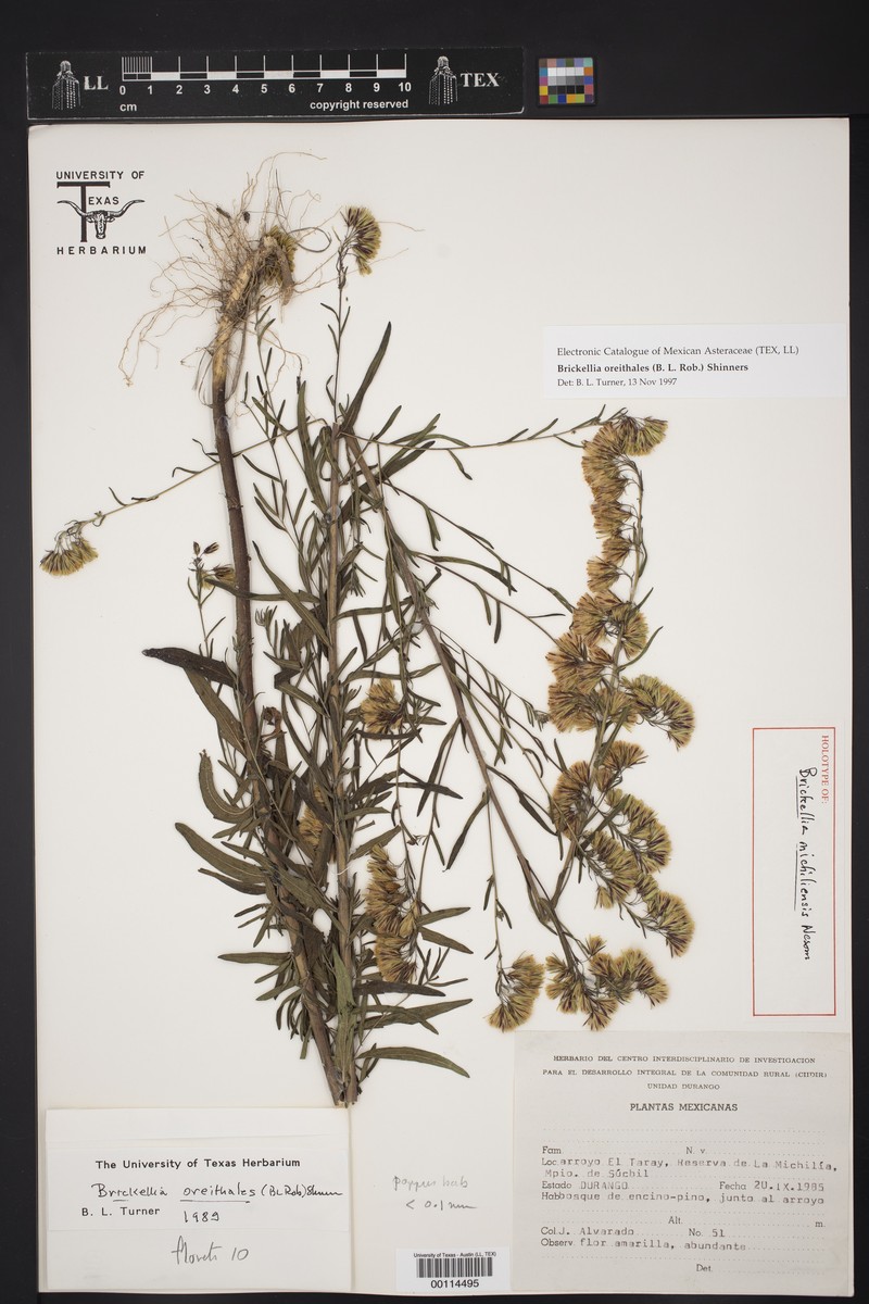 Brickellia michiliensis
