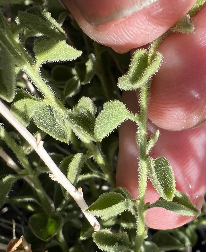 Littleleaf Brickellbush photo 5