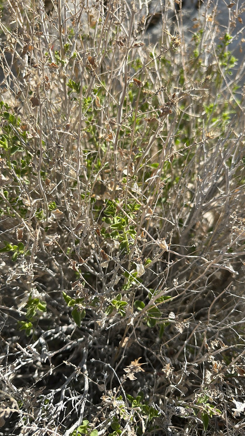 Littleleaf Brickellbush photo 7