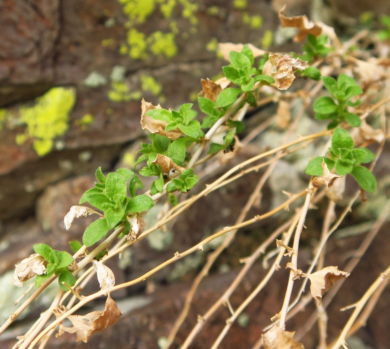 Brickellia microphylla var. microphylla