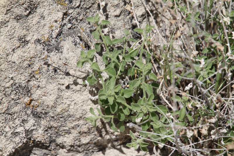 Brickellia microphylla var. microphylla photo 2
