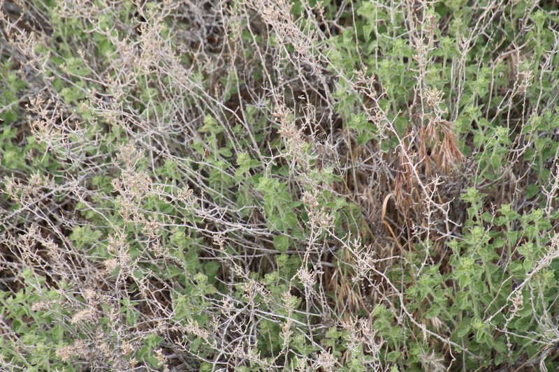 Brickellia microphylla var. microphylla photo 3